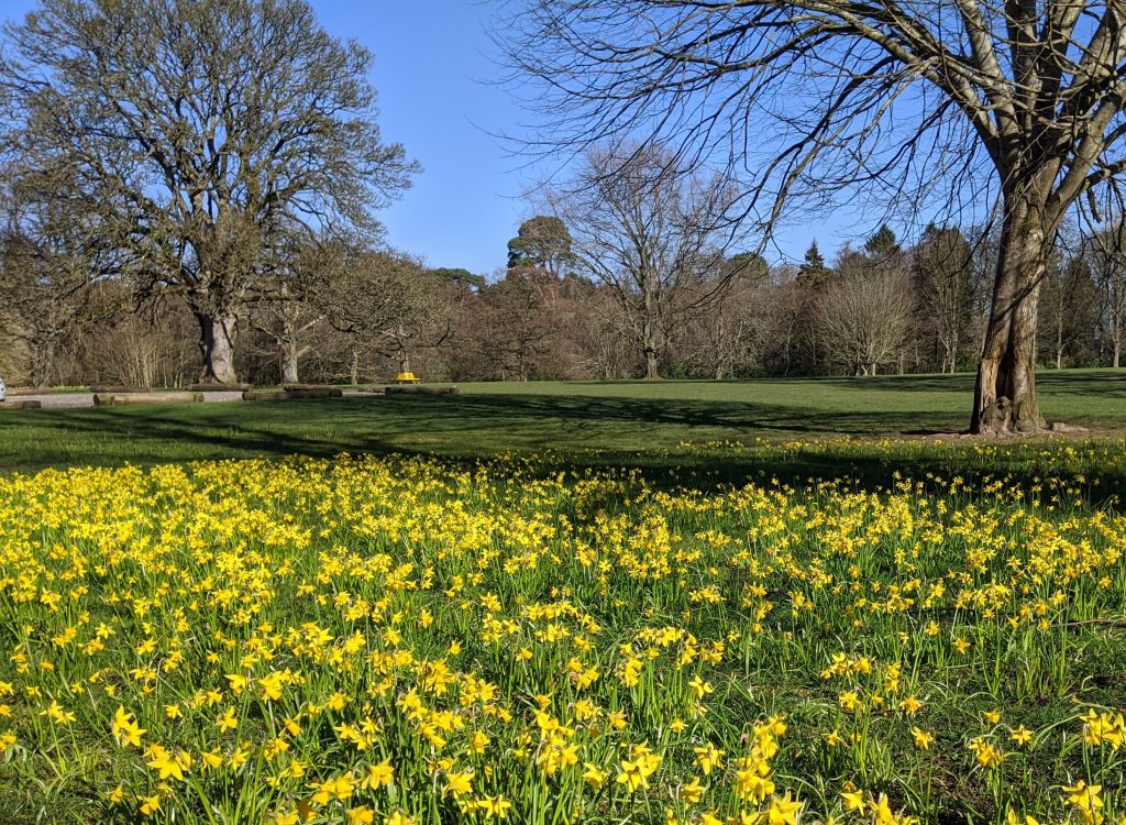 Field of daffodills